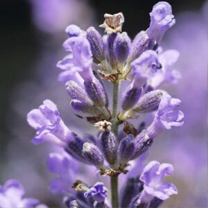 LAVANDA